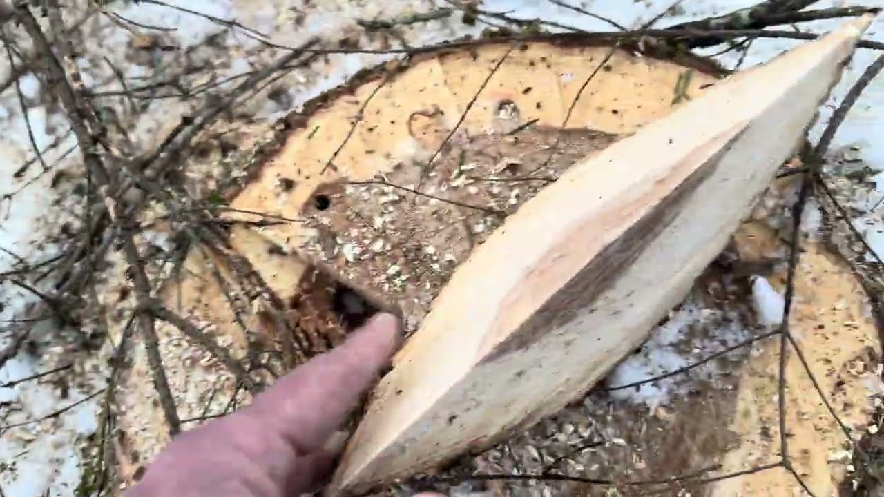 Rajala Forestry WLC Circle-Roland Mixed Lowland Hardwood / Conifer.   Harvest Walk-Through.