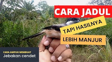 JERAT BURUNG CENDET CARA JADUL TAPI AMPUH