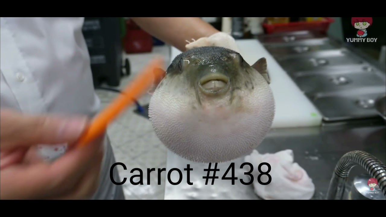 Puffer fish eating a carrot 438 YouTube