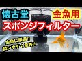 【金魚 懐古堂】金魚用スポンジフィルター100S‼︎導入しました‼︎【金魚に最適‼︎扱いやすく優秀です】