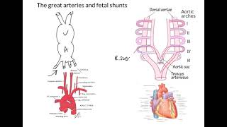 Heart development 2