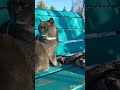 Такой хороший🤍#Фединыбудни#юмор#кот#cat#котофейка