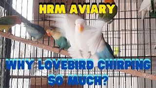 Why Lovebird Chirping So Much? | #HRMAviary | #lovebird