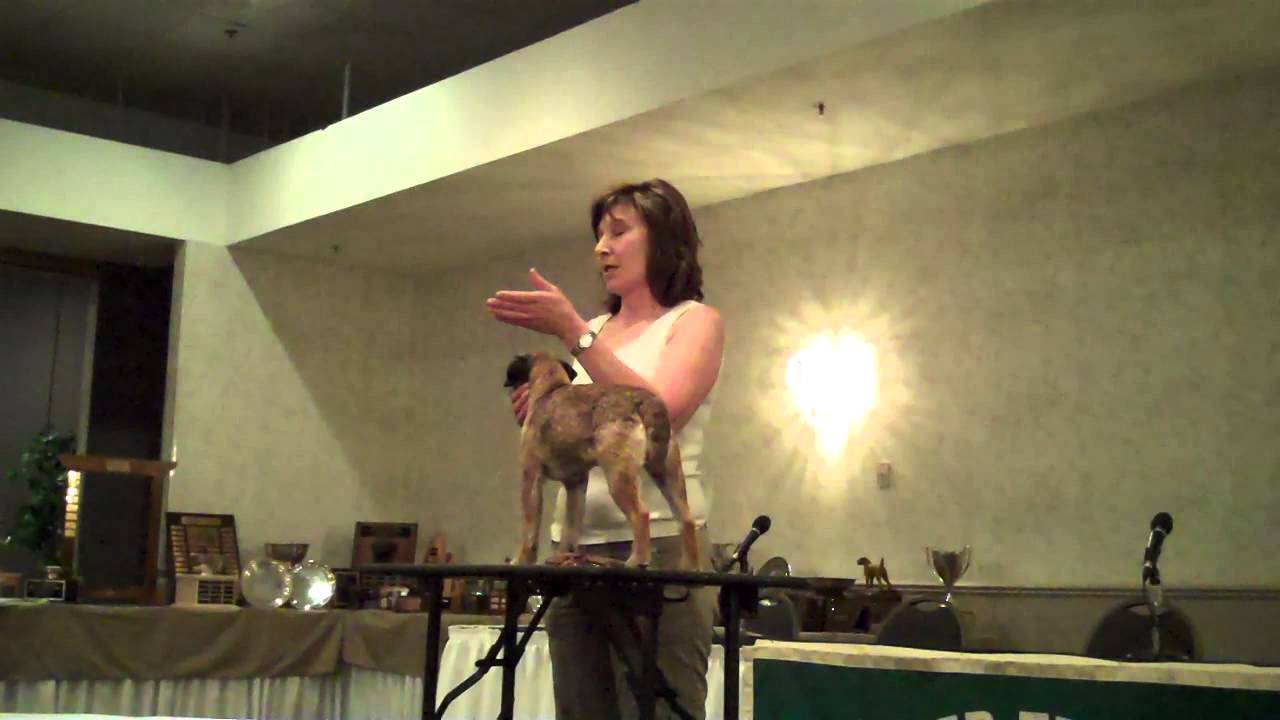 Karen Fitzpatrick Form and Function of the Border Terrier