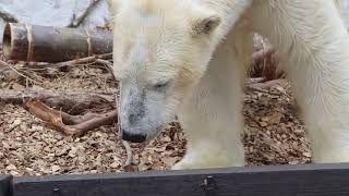 藁のお部屋でもおやつをもらうフブくん♪　　　　フブキ東山動植物園ホッキョクグマ