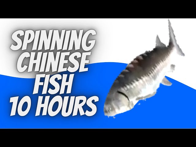Spinning Chinese Fish 10 Hours 