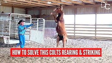 D/C YOUNG HORSE PROBLEM BEHAVIOR | Rearing & Striking Solved