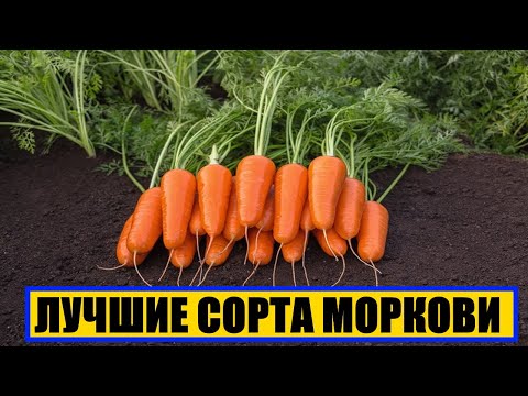 Видео: Carrot Karotel: описание на сорта, характеристики, особености на отглеждане