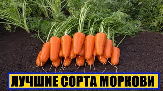 ЛУЧШИЕ СОРТА МОРКОВИ || КАКОЙ МОРКОВЬ ПОСАДИТЬ #морковь #сортаморкови #решкинагрядках