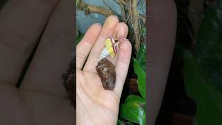 Chinese Moon Moth Hatching