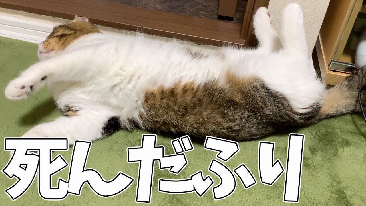 猫 死ん だ 時