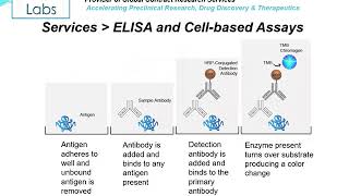 Altogen labs http://altogenlabs.com offers elisa (enzyme-linked
immunosorbent assay) and cell-based assay development
http://altogenlabs.com/pre-clinical-res...