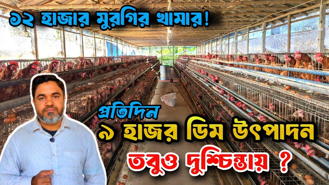 ১৬ বছরের অভিজ্ঞ খামারি কেন পুঁজি হারানোর শংকায়। Layer Farming in Bangladesh ।   Swadesh Agro ।