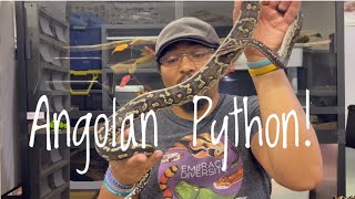 Meet My Angolan Python