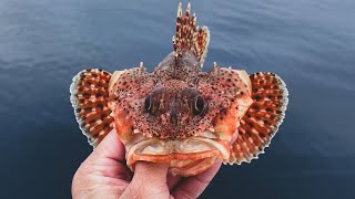 Southern California Fishing | Catching VENOMOUS Fish