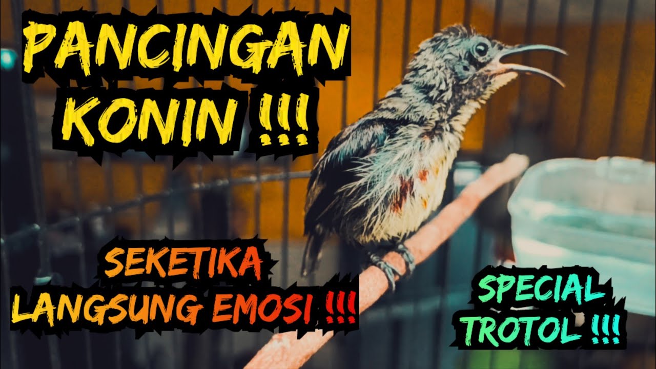 Pancingan konin agar respon dan bunyi , konin Trotol gacor 