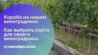 Короба на нашем винограднике. Как выбрать сорта для своего виноградника.