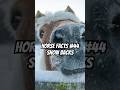 #horse #horsefacts #horses #horseriding