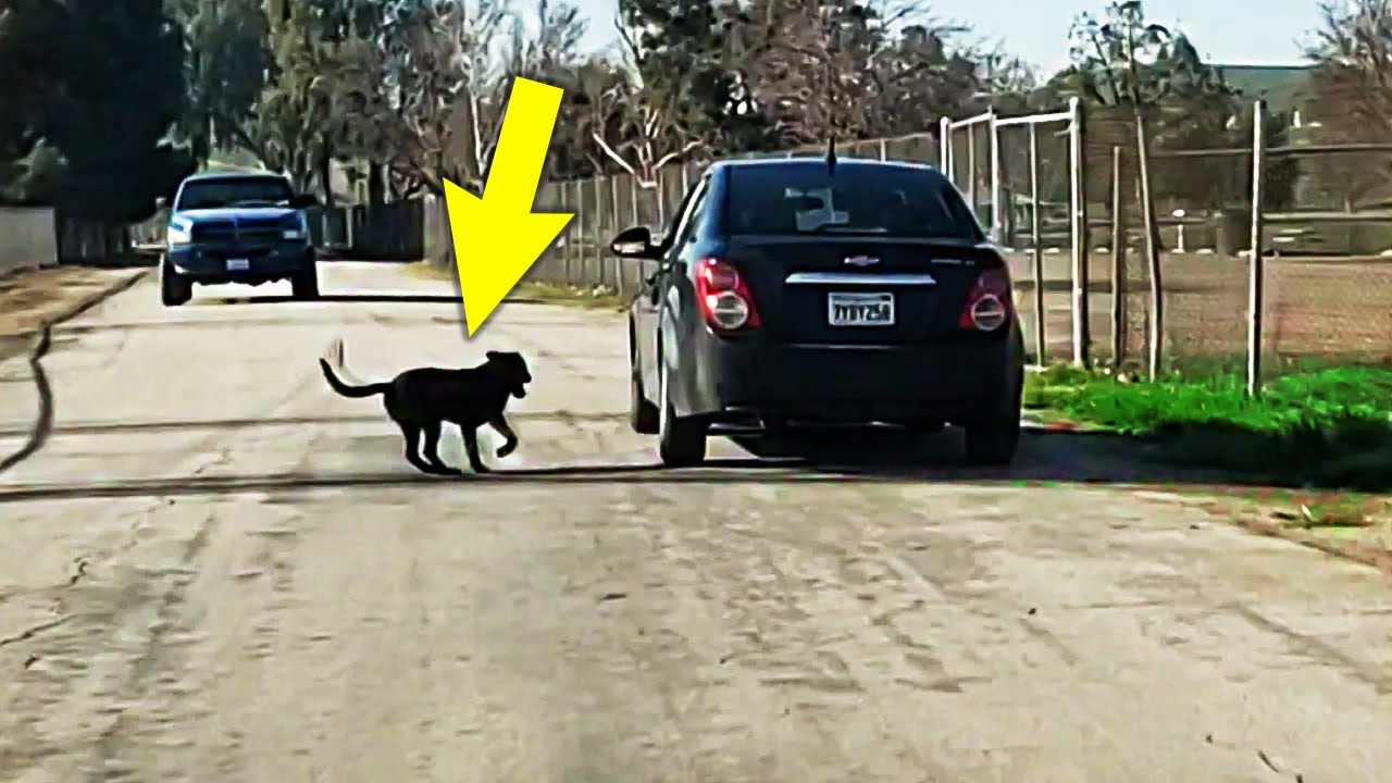 The Heartbreaking Moment a Dog Chases After their Owner’s Car After