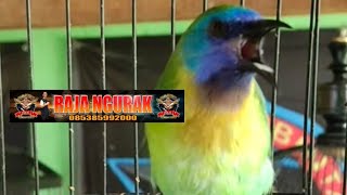 KINOY SAKTI MBAH GARENG BERAKSI ( RAJA NGURAK ) MASTERAN TERBAIK