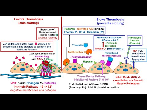 Video: Respon Fibrinolitik Endothelial Ke Matriks Fibrin Yang Berkembang