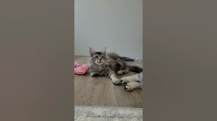 Video 9113731: maine coon cat kitten, maine coon kitten girl