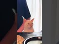 el gato desimulador