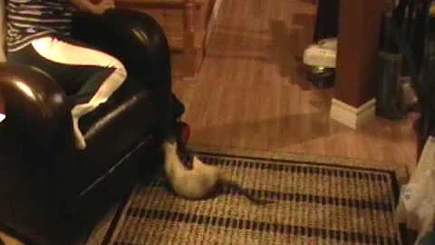 Video 2724721: cornish rex cat playing