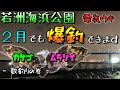 若洲２月でも爆釣出来ます！東京湾奥 カサゴ ムラソイ 電気ウキ 数釣り編 若洲海浜公園