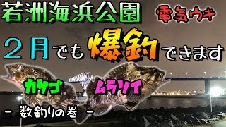 若洲２月でも爆釣出来ます！東京湾奥 カサゴ ムラソイ 電気ウキ 数釣り編 若洲海浜公園
