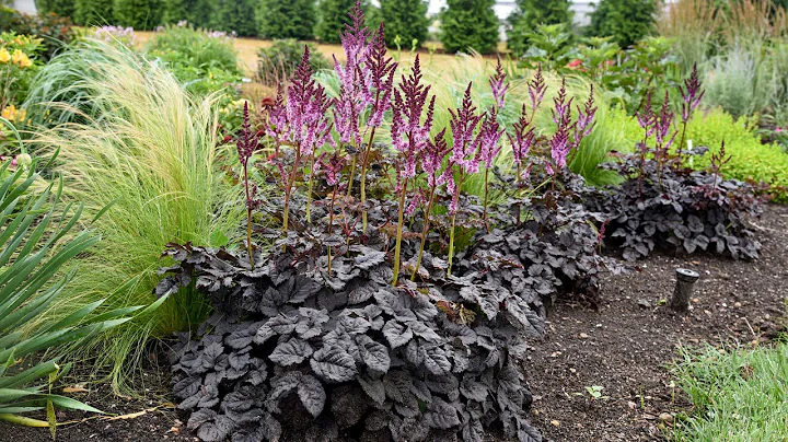 Coming 2023! New Perennials to try for Midsummer I...