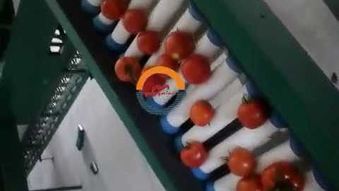 Automatic fruits & vegetables weight sorting grading machine