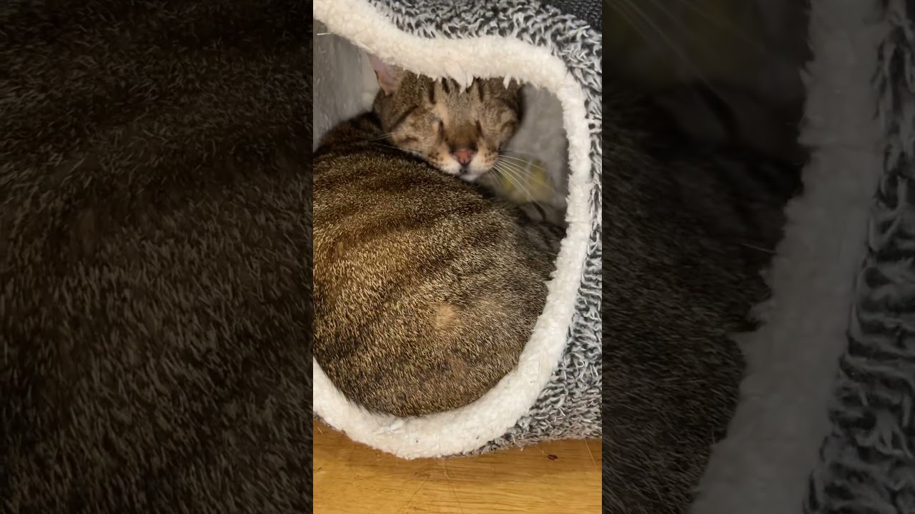 Blind cat hides in his little cave 💔