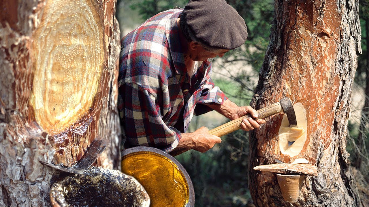 Смолы: извлечение жидкого золота из сосны. Использование смолы в жевательной резинке и не только.