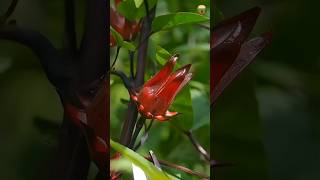 Celebrity Roselle Flower Candy Recipe | Beautiful Handmade Chinese Sweet🌸 #shorts #roselle Profile