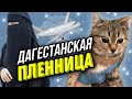 Спасение кошки из Дагестана, которая месяц таскала за собой лапу