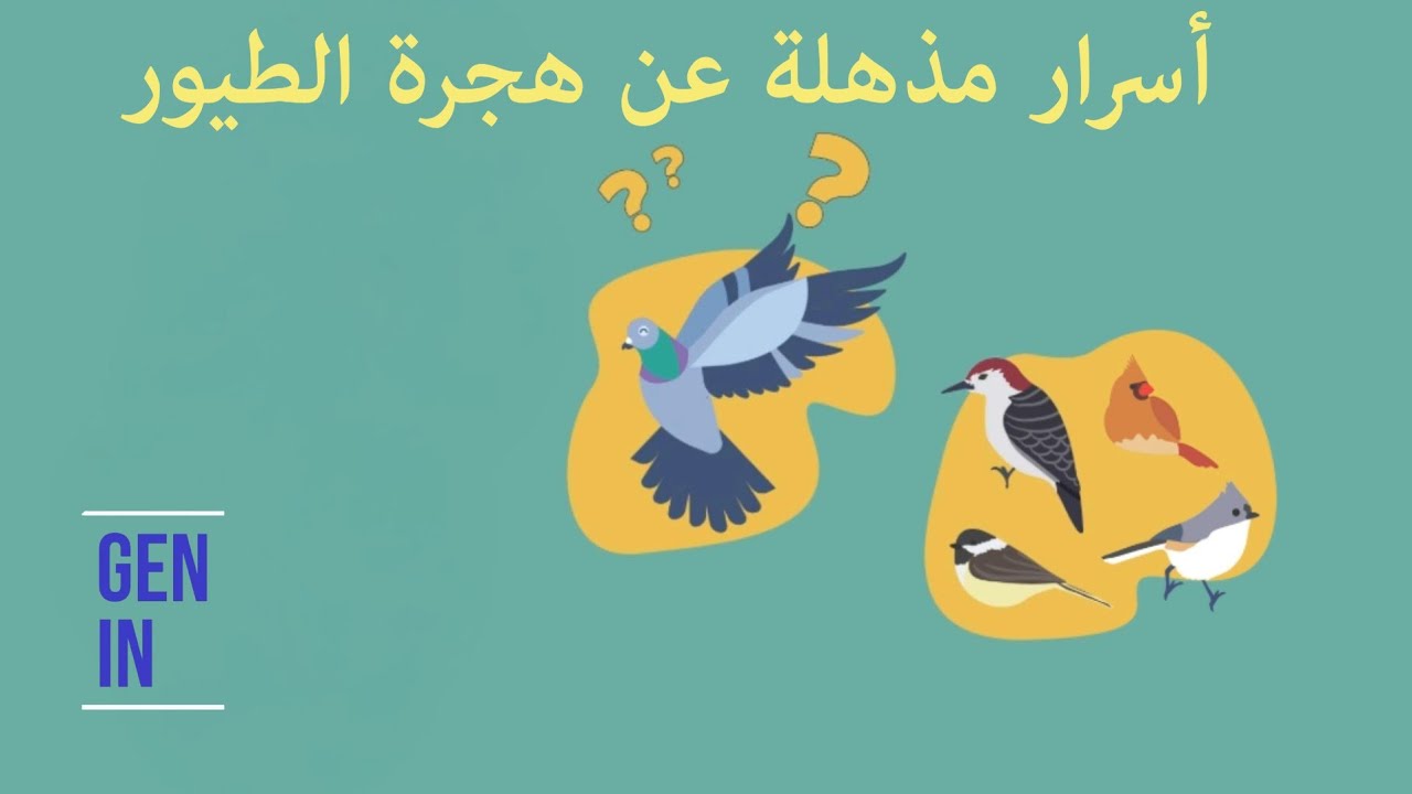 كيف تهتدي الطيور في السماء؟ أسرار مذهلة عن هجرة الطيور