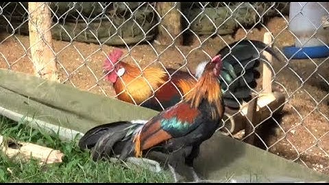 qaib qus daj zoo nraug heev 2020