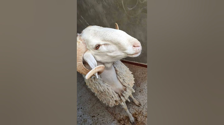 اجواء العيد في الجزائر 🇩🇿عيد مبارك على الجميع