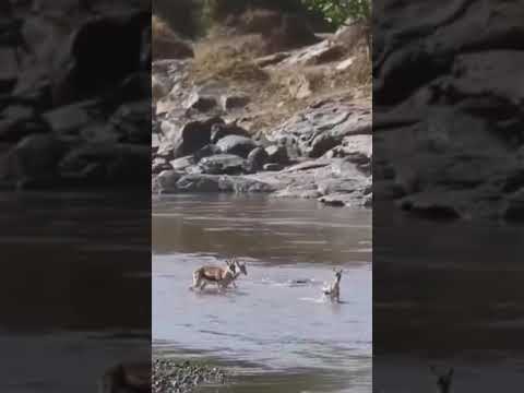 شاهد ظهر التمساح من تحت الماء يصطاد الغزال