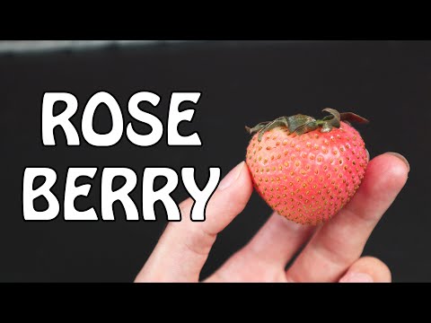 Video: 9 Varieties Of Roses That Smell Of Berries And Fruits