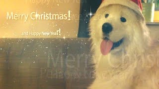 Merry Christmas! Greetings from Kiro by Kiro 155 views 7 years ago 18 seconds