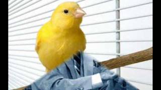 Yellow Bird - Orch. Lawrence Welk chords