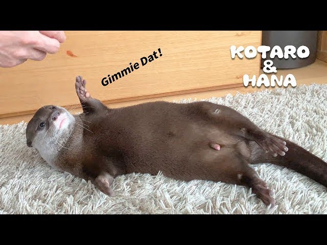 カワウソコタローとハナ　寝転んだまましゃべるコタローのジャーキーおねだり　Lazy Otter Kotaro&Hana Gimme Jerky