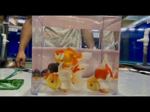 Video: Gold Barbs: Bu Akvaryum Balıkları İçin Bakım ve İyi Tank Arkadaşları