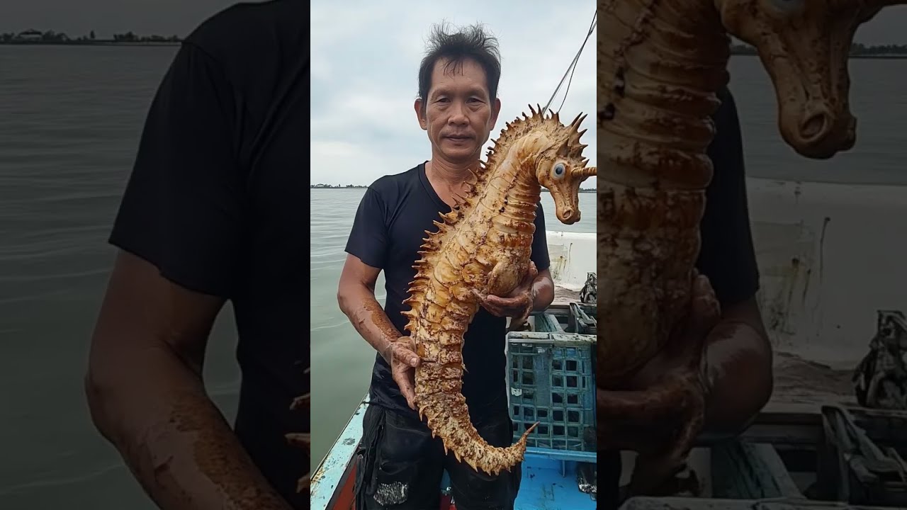 Giant Seahorse Caught On Camera Giantseahorse