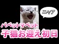 【子猫】もらい手のいなかった子猫をお迎えしました。パペットマペット家に来た初日の動画です。ニャアニャア鳴いています🐮🐸🐱🐱【保護】#shorts