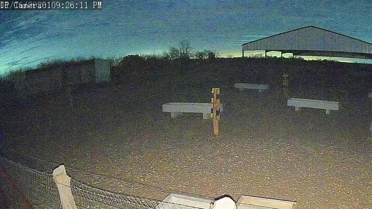 Mule Live Cam 1/16/26