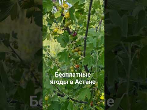 Где растет смородина? Куда пойти в Астане? Где провести выходные? #новостиастаны #смородина #astana