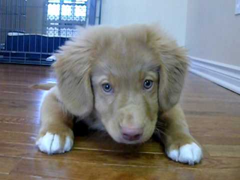 Nova Scotia Duck Tolling Retriever puppy - 14 weeks